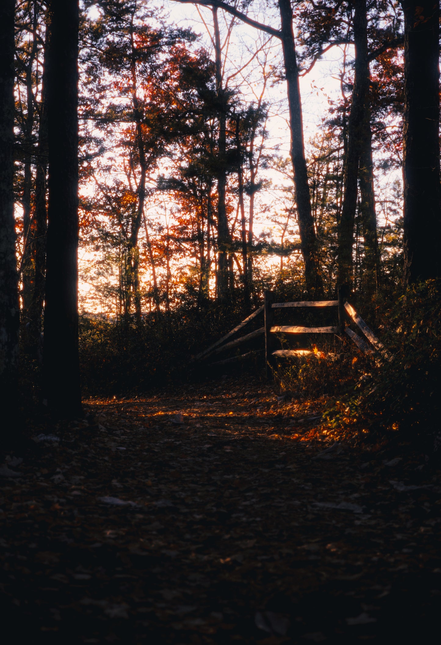 Photo Print - Autumn's Boundary