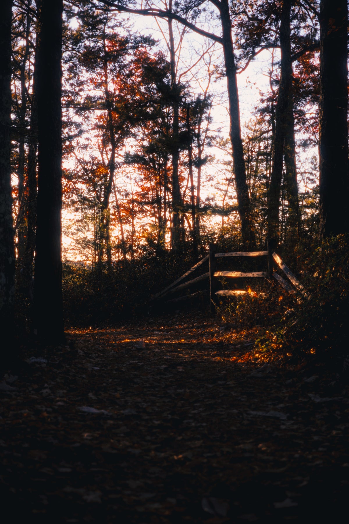 Photo Print - Autumn's Boundary