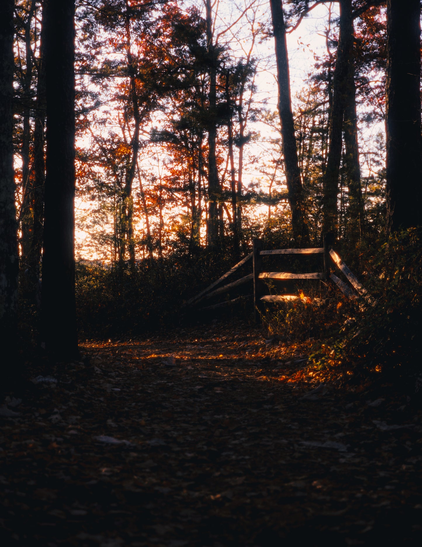 Photo Print - Autumn's Boundary