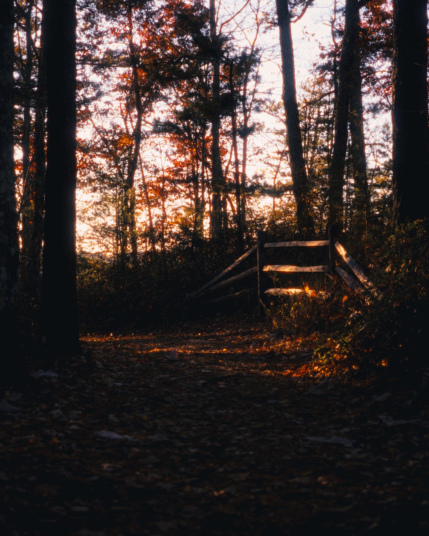 Photo Print - Autumn's Boundary