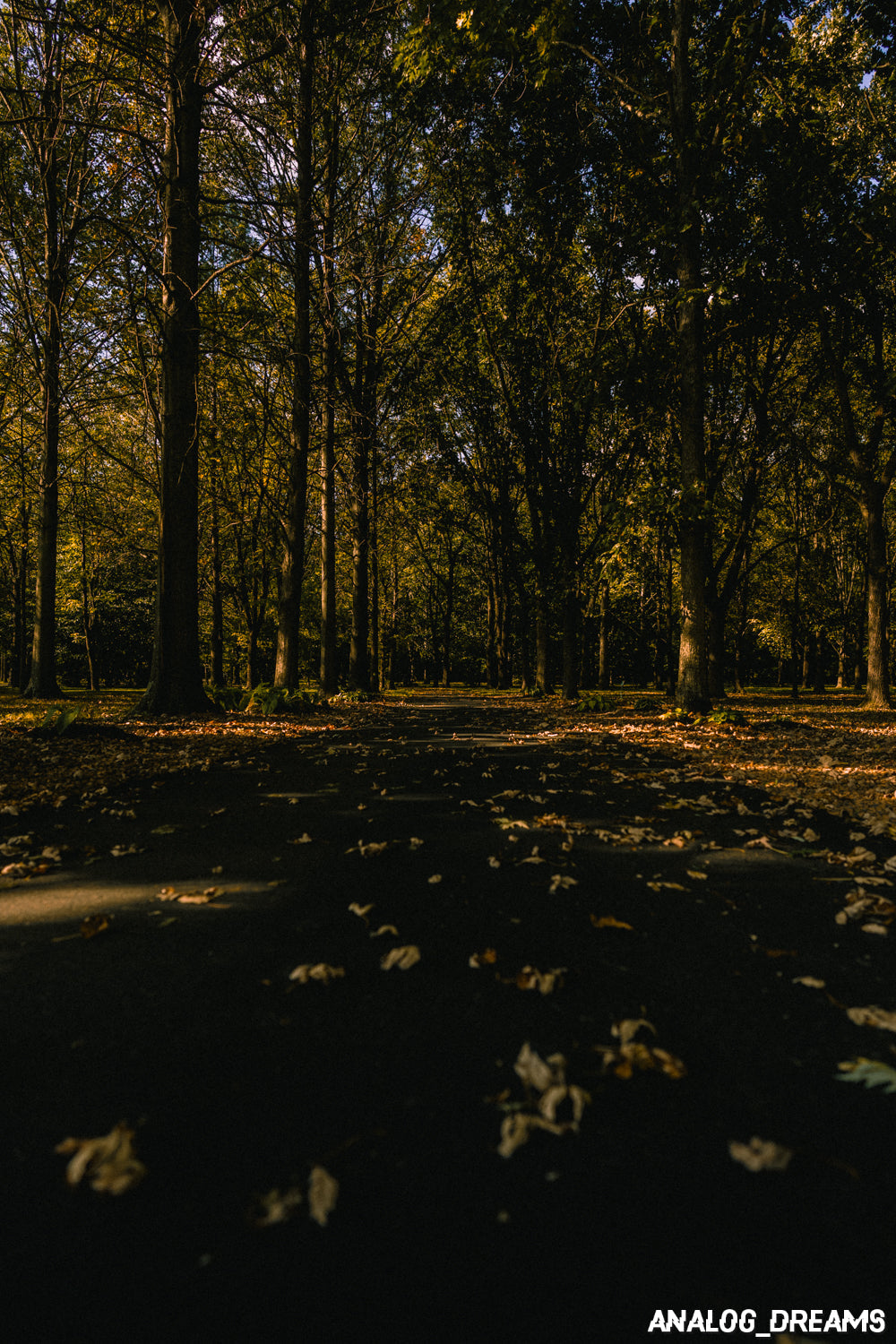 Memory Mix - Capture One Style Pack