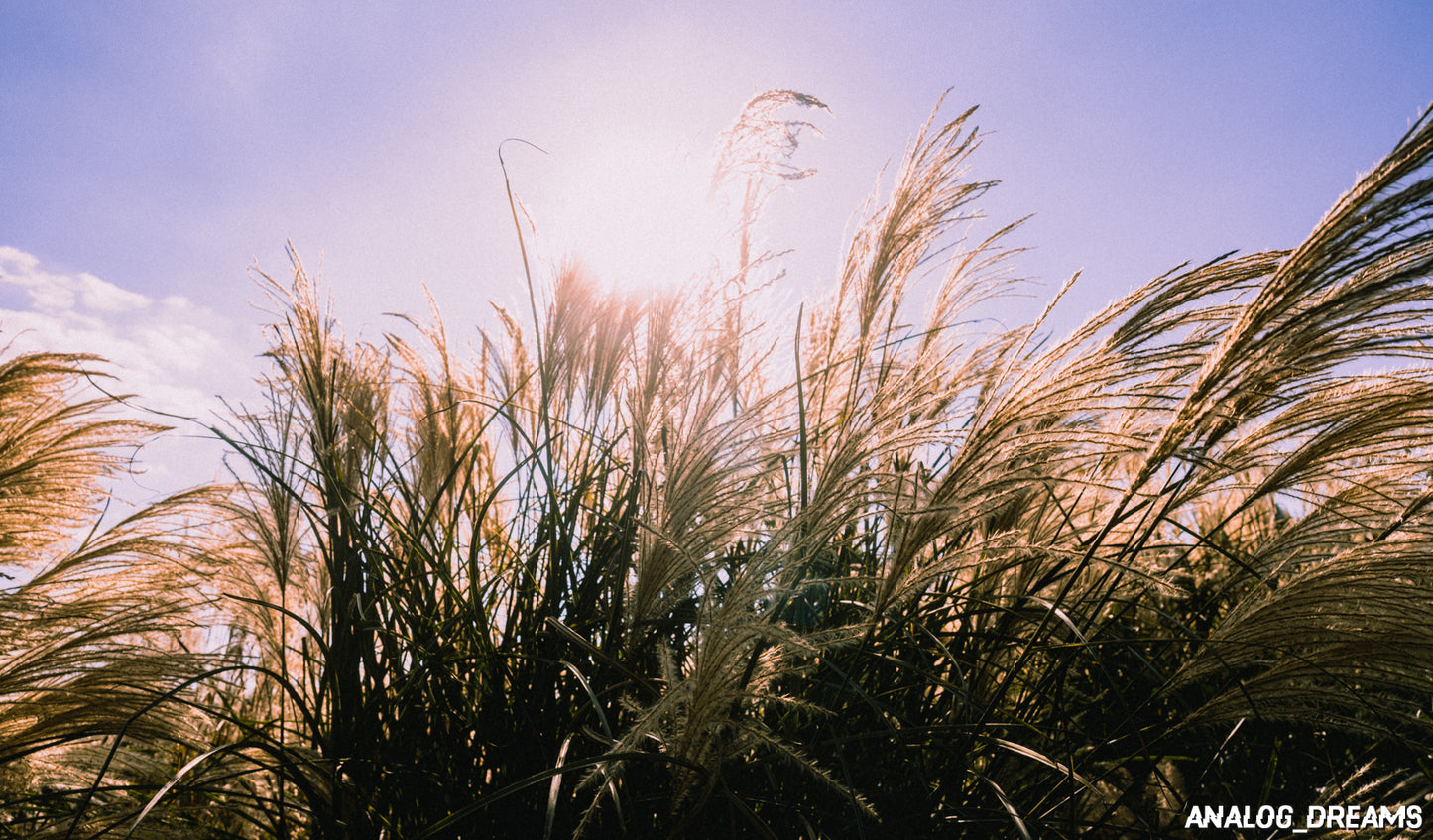 Memory Mix - Lightroom Classic Preset Pack