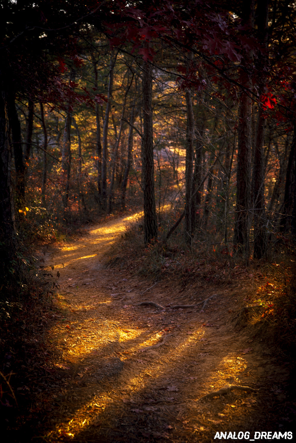 Photo Print - Spirits Resting