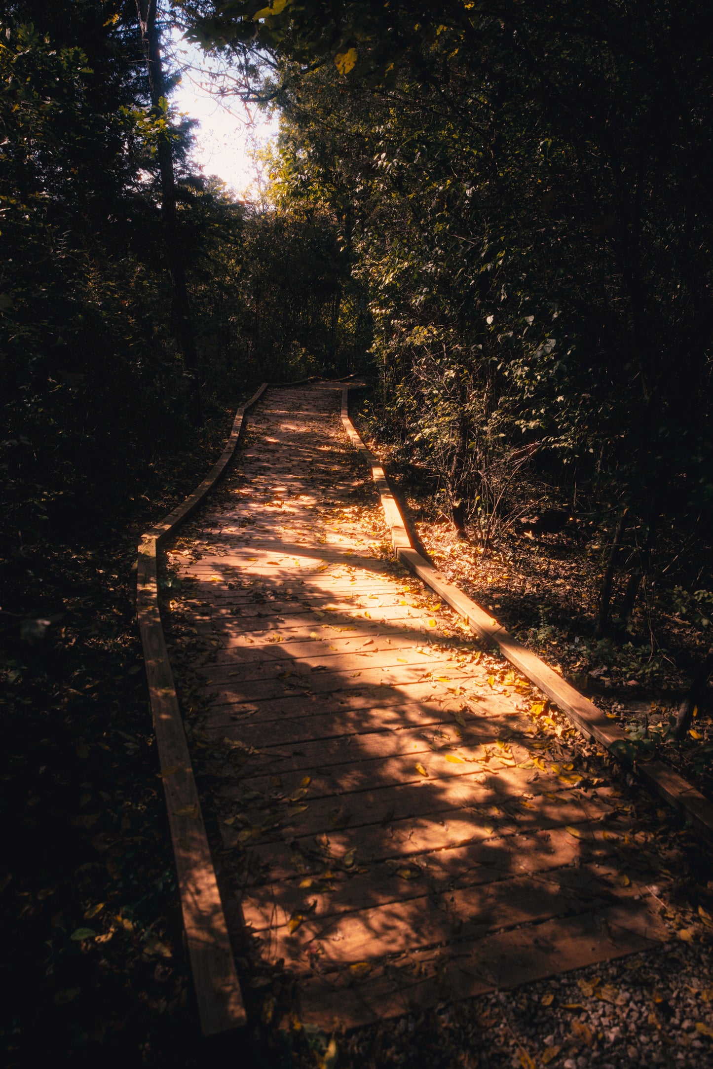 Photo Print - The Path